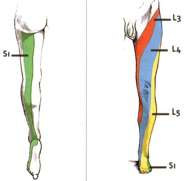 Douleur mollet sciatique